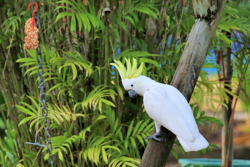 Big4 Whitsundays Tropical Eco Resort Airlie Beach Eksteriør billede